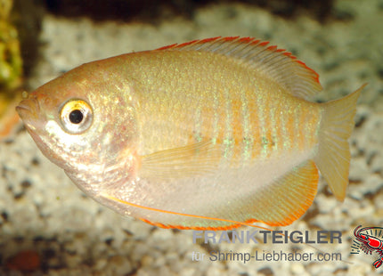 Dicklippiger Fadenfisch Orange – Trichogaster labiosa