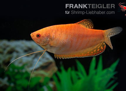 Goldener Fadenfisch - Trichopodus (Trichogaster) trichopterus