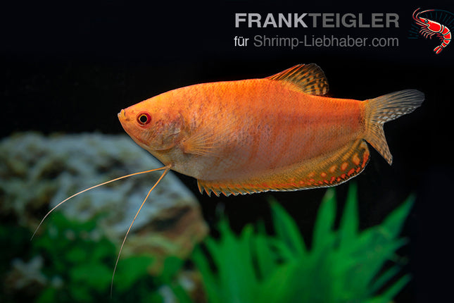 Goldener Fadenfisch - Trichopodus (Trichogaster) trichopterus