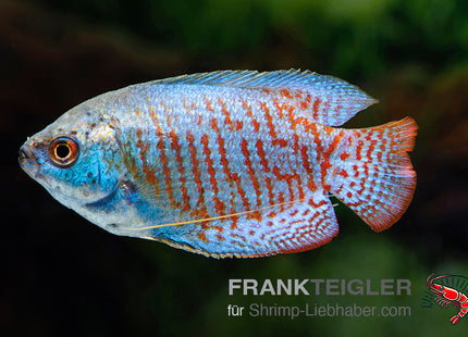 Zwergfadenfisch "Neon"