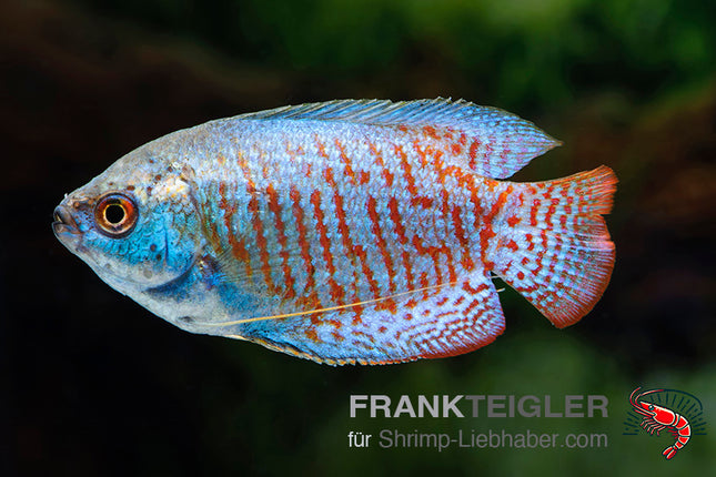 Zwergfadenfisch "Neon"