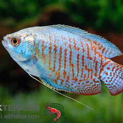 Collection image for: Fadenfische