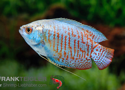 Zwergfadenfisch "Neon"