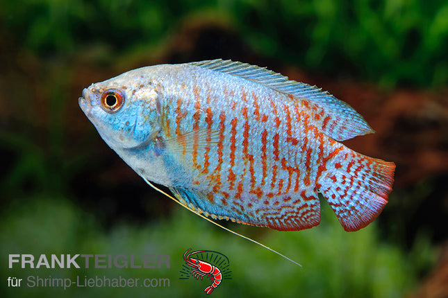 Zwergfadenfisch "Neon"