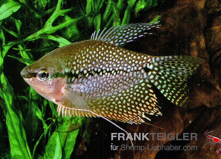 Mosaikfadenfisch - Trichogaster leeri