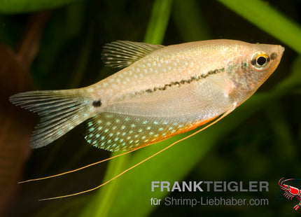 Mosaikfadenfisch - Trichogaster leeri