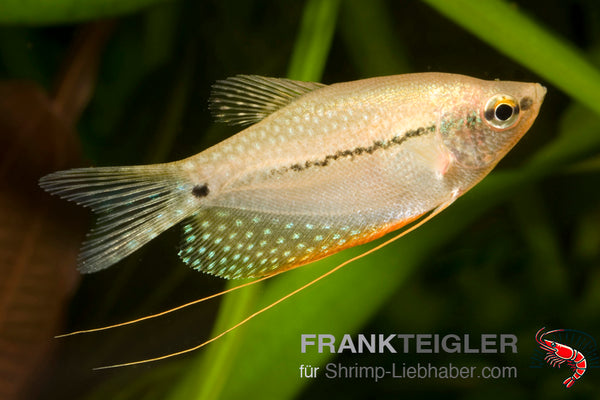 Mosaikfadenfisch - Trichogaster leeri