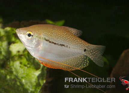 Mosaikfadenfisch - Trichogaster leeri