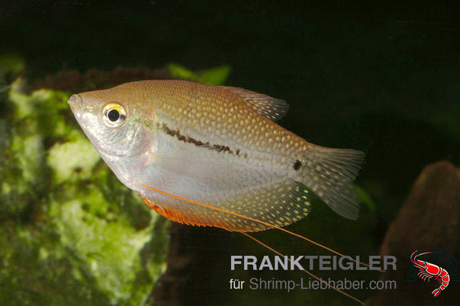 Mosaikfadenfisch - Trichogaster leeri