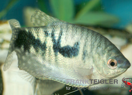 Trichogaster trichopterus – Blauer Fadenfisch