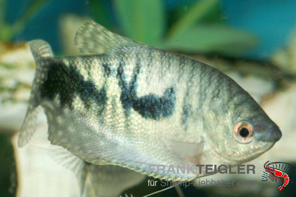 Trichogaster trichopterus – Blauer Fadenfisch