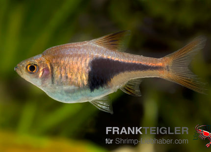 Keilfleckbärbling – Rasbora heteromorpha