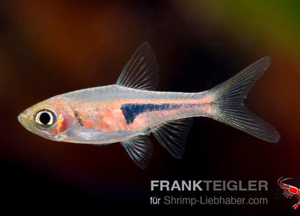 Espes Keilfleckbärbling – Rasbora espei