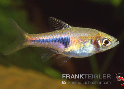 Hengels Keilfleckbärbling – Rasbora hengeli