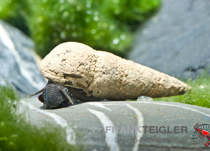 Sulawesi Stachelschnecke - Tylomelania perfecta