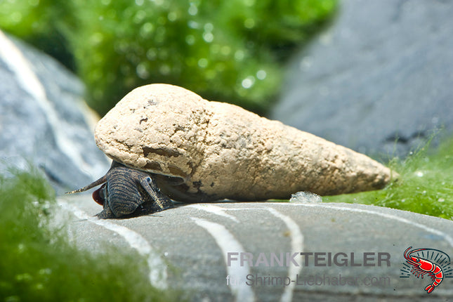 Sulawesi Stachelschnecke - Tylomelania perfecta