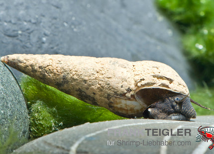Sulawesi Stachelschnecke - Tylomelania perfecta