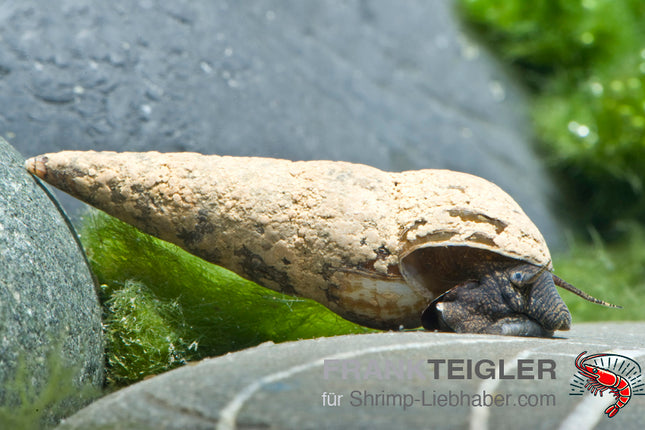 Sulawesi Stachelschnecke - Tylomelania perfecta