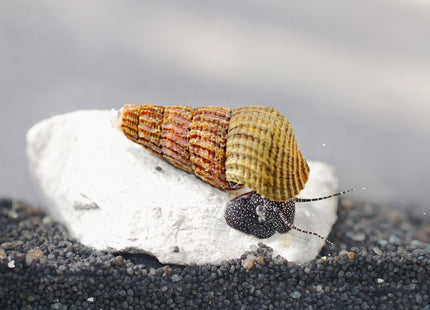 Perlhuhn Tylomelania - DNZ