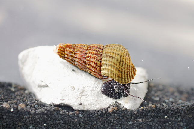 Perlhuhn Tylomelania - DNZ