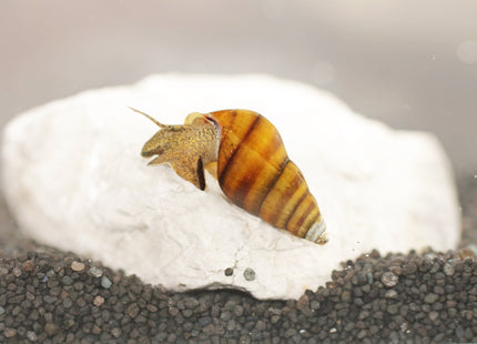 Bienenschnecke