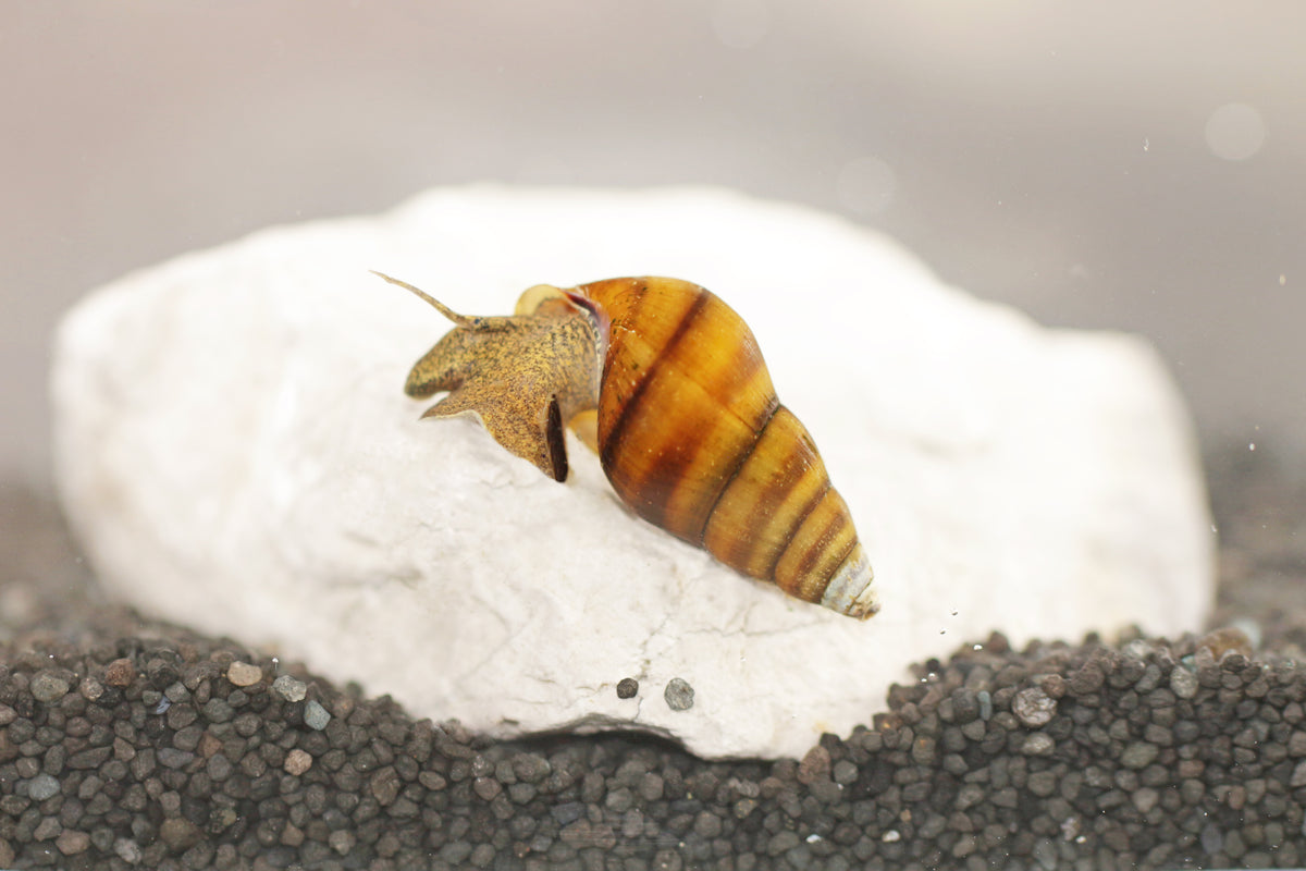 Bienenschnecke