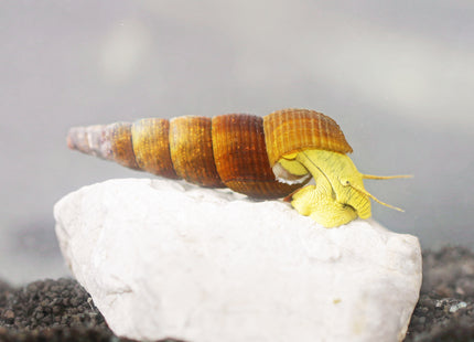 Tylomelania Golden - DNZ