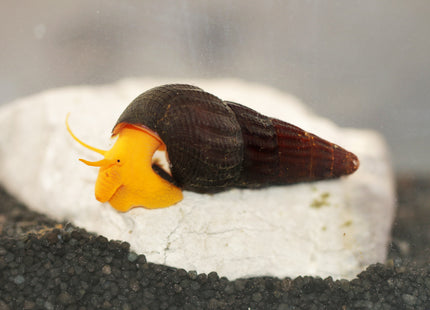 Tylomelania Orange - DNZ