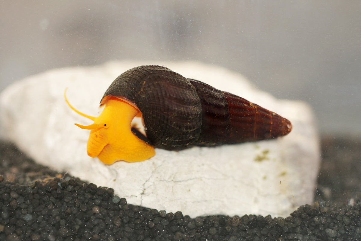 Tylomelania Orange - DNZ