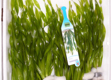 Vallisneria gigantea var "Curly" / asiatica - Bund
