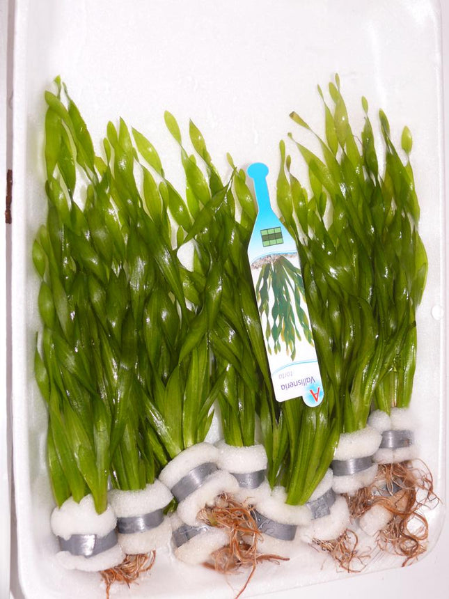 Vallisneria gigantea var "Curly" / asiatica - Bund