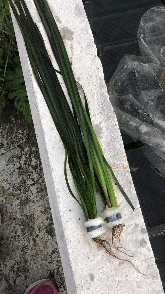 Vallisneria spiralis "Red" – Bund