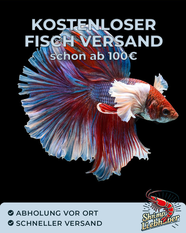 Versand Sparen bei Zierfischen