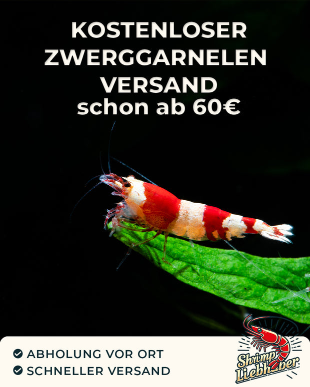 Versand Sparen bei Garnelen & Zubehör