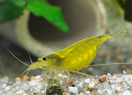 Amanogarnele "Yellow" - DNZ