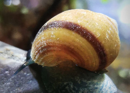 Blue Jelly Schnecke – Taia sp.