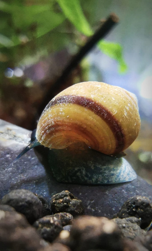 Blue Jelly Schnecke – Taia sp.