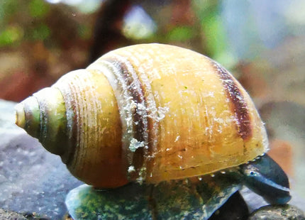 Blue Jelly Schnecke – Taia sp.