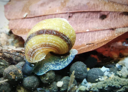 Blue Jelly Schnecke – Taia sp.