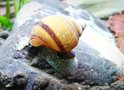 Blue Jelly Schnecke – Taia sp.