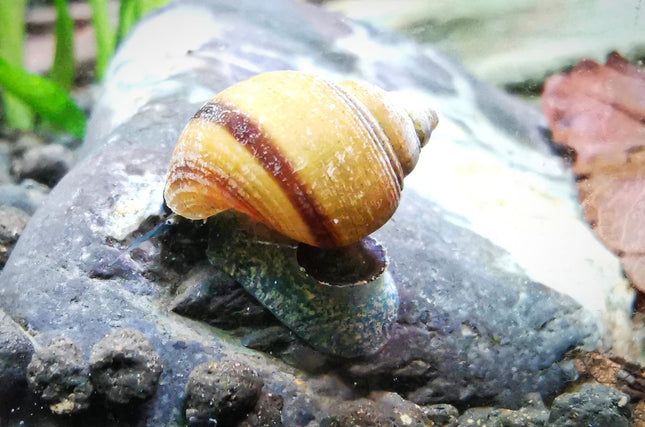 Blue Jelly Schnecke – Taia sp.