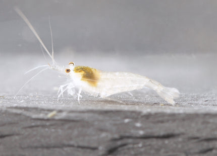 White Pearl Zwerggarnele - DNZ