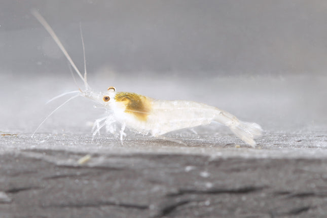 White Pearl Zwerggarnele - DNZ