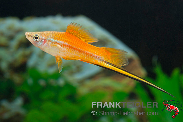 Schwertträger "Neon" - Xiphophorus hellerii