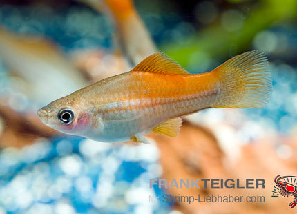 Schwertträger "Tropic Waigtail" - Xiphophorus hellerii