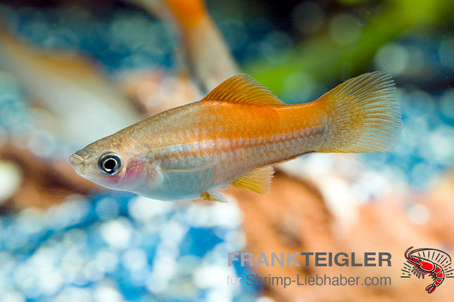 Schwertträger "Tropic Waigtail" - Xiphophorus hellerii