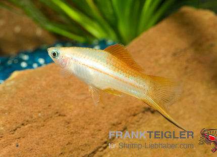 Schwertträger "Tropic Waigtail" - Xiphophorus hellerii