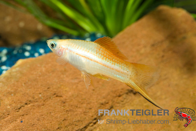 Schwertträger "Tropic Waigtail" - Xiphophorus hellerii