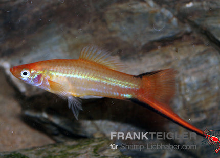 Schwertträger "Tropic Rot Waigtail" - Xiphophorus hellerii