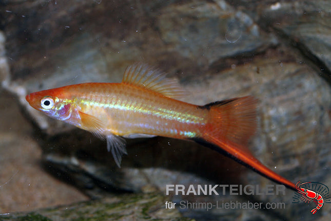 Schwertträger "Tropic Rot Waigtail" - Xiphophorus hellerii